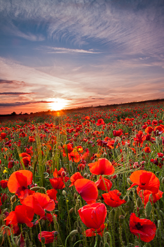 Poppies At Sunset
